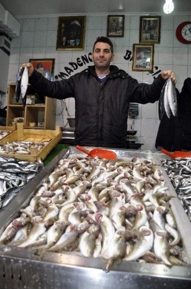 Palamut Bollaştı, Vatandaşın Yüzü Güldü