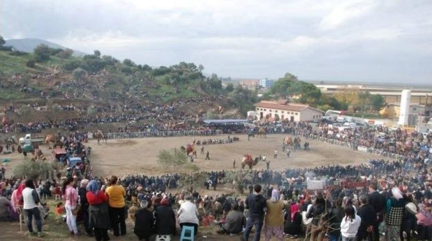 Ko&ccedil;arlı&rsquo;da 30 Yıl Sonra Deve G&uuml;reşi Yeniden Yapıldı