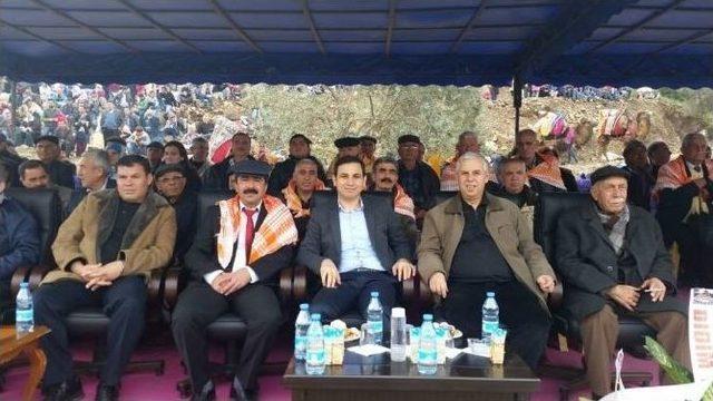 Koçarlı’da 30 Yıl Sonra Deve Güreşi Yeniden Yapıldı 1