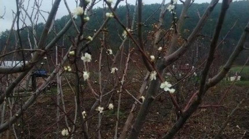 Boz&uuml;y&uuml;k&rsquo;te Erik Ağa&ccedil;ları &Ccedil;i&ccedil;ek A&ccedil;tı