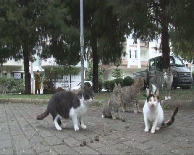 Hayvansever Tedavi Görüyor, Belediye 'ihmal Yok' Diyor