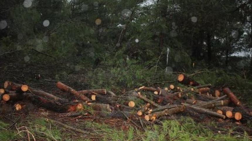 Urla'da Ağa&ccedil; N&ouml;beti (2)