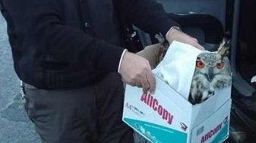 Yaralı Baykuş Koruma Altında