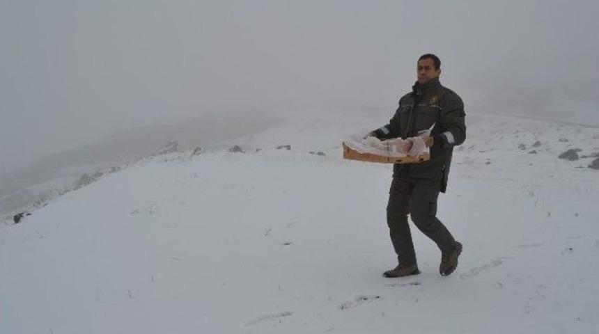 Yaban Hayvanları İ&ccedil;in Ağrı Dağı Eteklerine Yem Bırakıldı