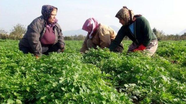 Sınır Kapıları Kapandı, Mandalina Dalında, Maydanoz Tarlada Kaldı