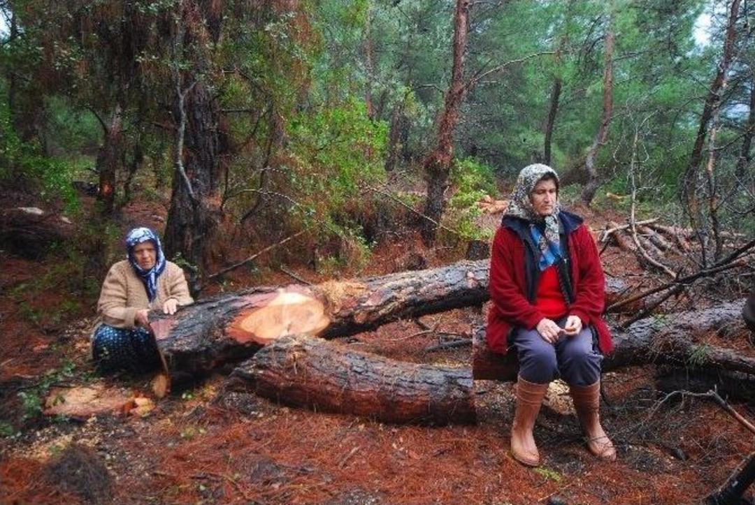 Yırca&rsquo;ya Ağlarken Kendi Ağa&ccedil;ları Kesildi