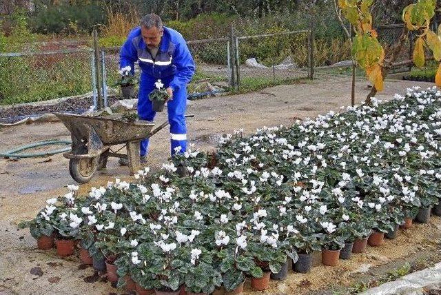 Konak Kışın Da Çiçek Açıyor