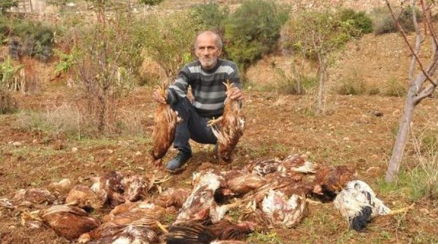 Dat&ccedil;a'da Başıboş K&ouml;pekler 30 Tavuğu Telef Etti