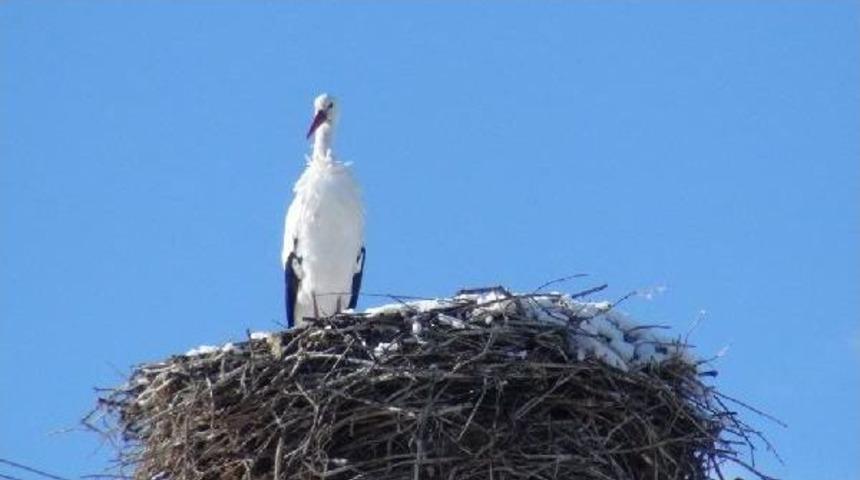 Kar Yağdı Leylekler Kars'ta Kaldı