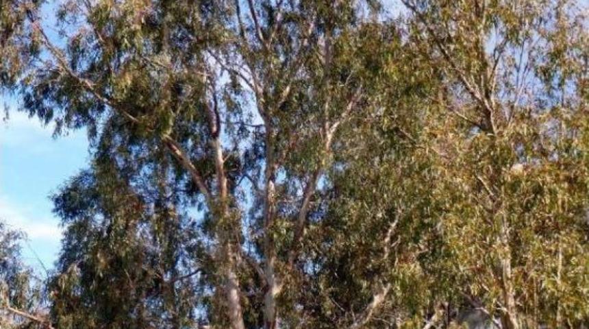 Profes&ouml;rden Okalipt&uuml;slerin Kesilmesine Tam Destek