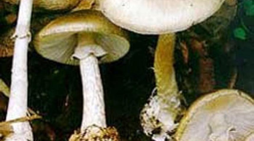 &Ouml;l&uuml;ms&uuml;zl&uuml;k mantarı