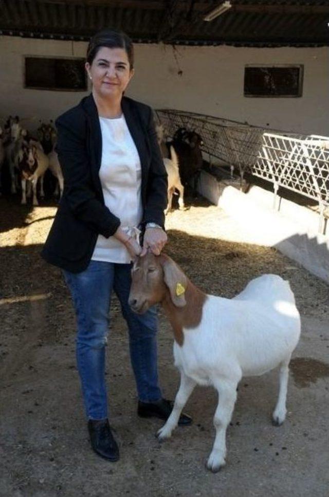 Hindi Dolmasına Karşı Oğlak Dolması 1