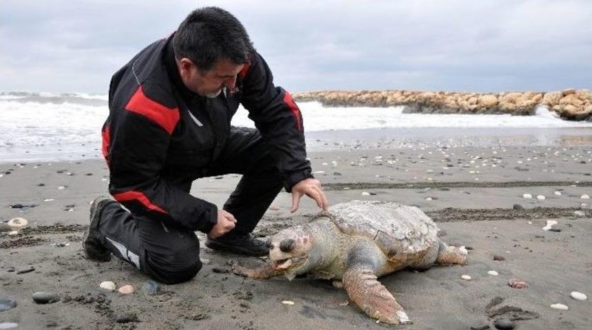 Mersin&rsquo;de Sahile &Ouml;l&uuml; Caretta Caretta Vurdu