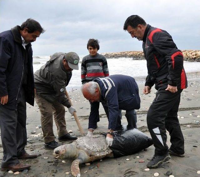 Mersin’de Sahile Ölü Caretta Caretta Vurdu