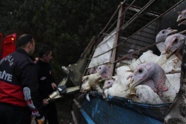 Yılbaşı Hindilerini Taşıyan Kamyon Devrildi: 3 Yaralı