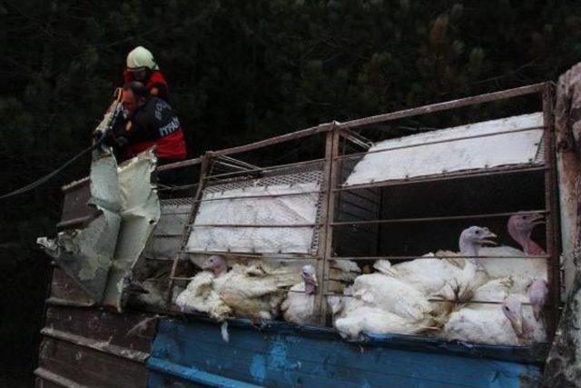 Yılbaşı Hindilerini Taşıyan Kamyon Devrildi: 3 Yaralı