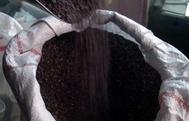 Kahramanmaraş&rsquo;ta &rsquo;yasaklı Pirin&ccedil;&rsquo; &Uuml;retiliyor 1