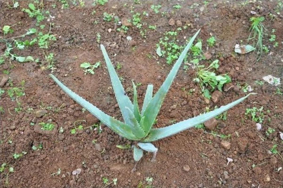 Aloe Verayı Serada Yetiştirdiler