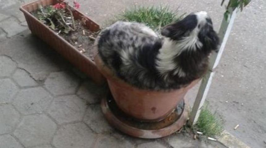 Saksıda K&ouml;pek