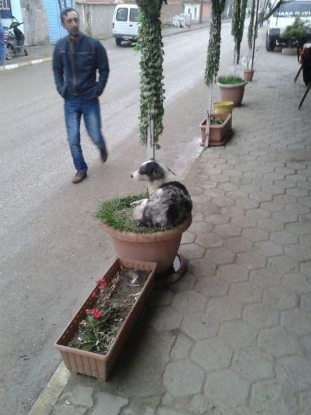 Saksıda Köpek