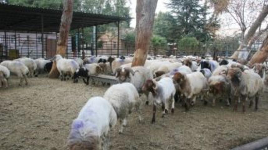 Sınırda 44 Adet K&uuml;&ccedil;&uuml;kbaş Hayvan Ele Ge&ccedil;irildi