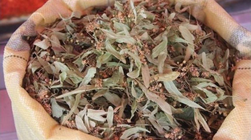 Ihlamur Altınla Yarışıyor