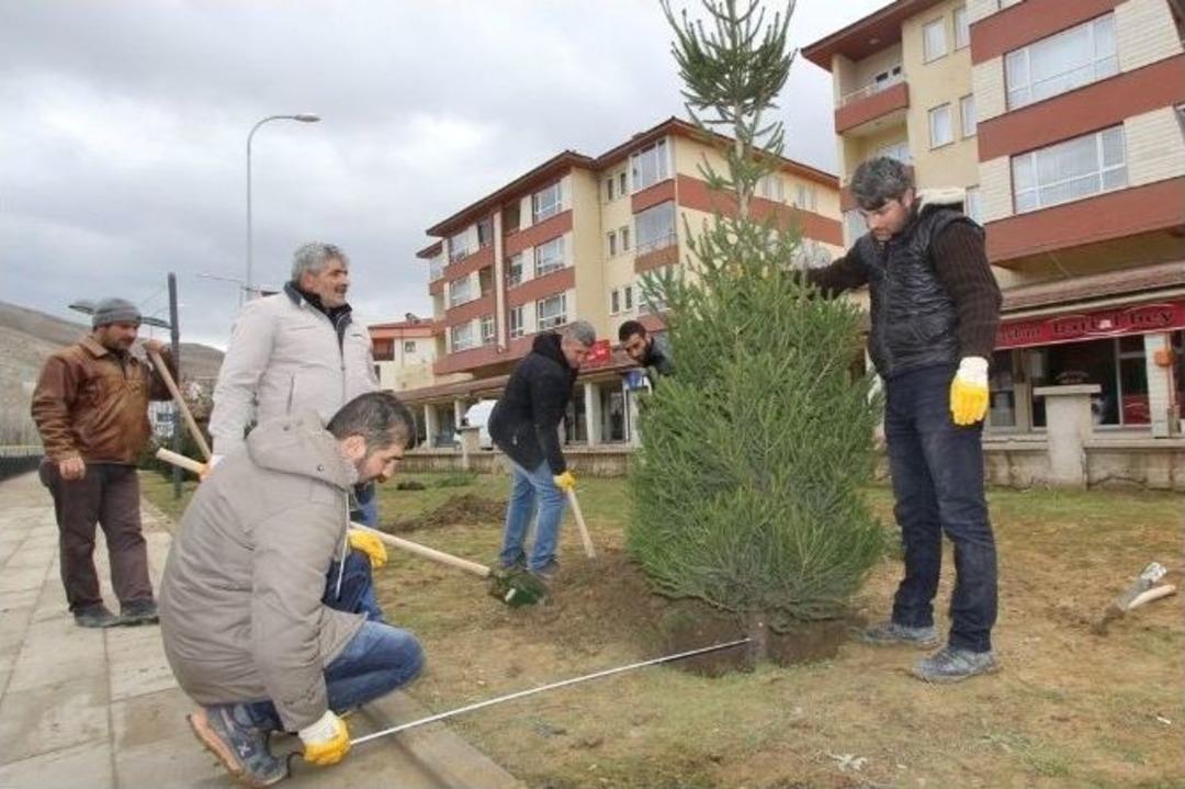 Ağa&ccedil;landırma &Ccedil;alışmalarına Devam