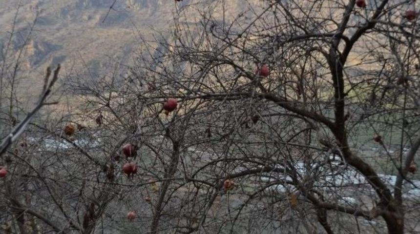 Narda Rekolte D&uuml;ş&uuml;kl&uuml;ğ&uuml; &Uuml;reticileri Mağdur Etti