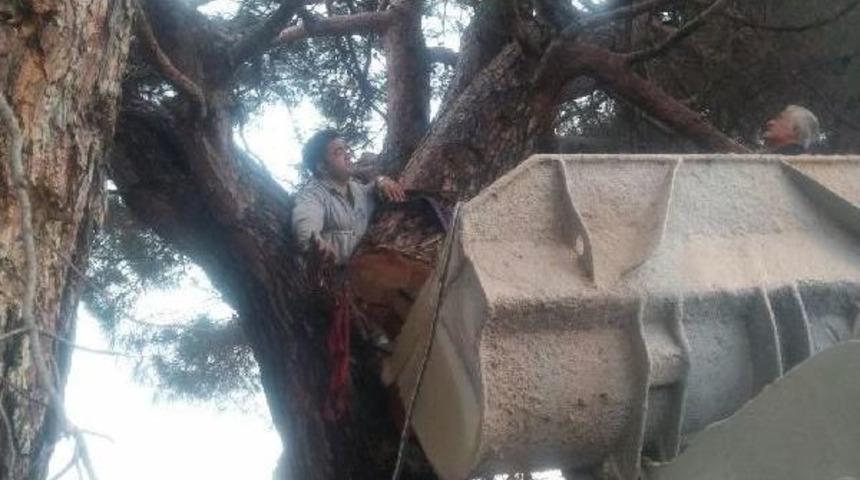 Kestiği Dal Az Daha Canından Ediyordu