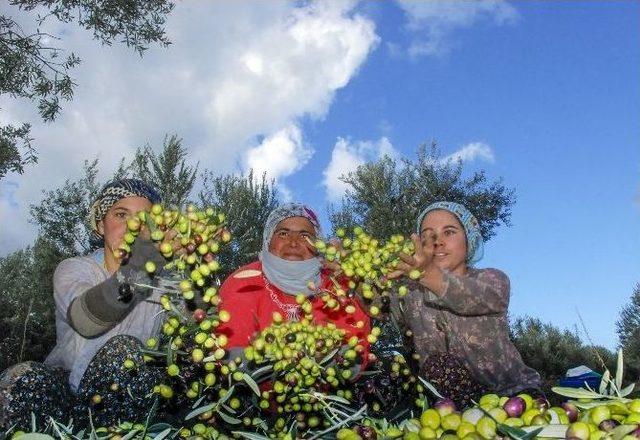 Zeytin Yağı Primleri 19 Aralığa Kadar Ödenecek