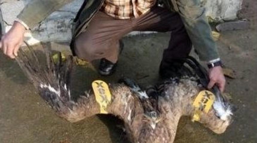 Bulgaristan&rsquo;dan Gelen Yaralı Akbaba Emin Ellerde