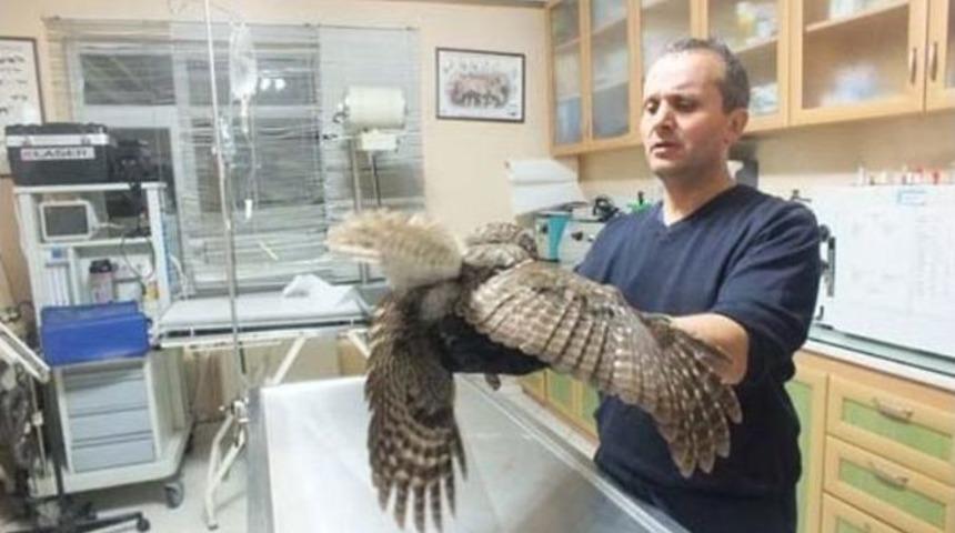 Sağlığına Kavuşan Baykuş &Ouml;zg&uuml;rl&uuml;ğe Kanat &Ccedil;ırptı