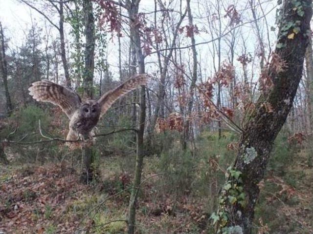 Sağlığına Kavuşan Baykuş Özgürlüğe Kanat Çırptı