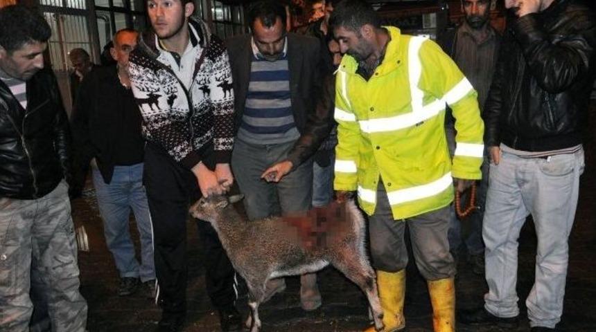 Tunceli Dağ Ke&ccedil;isi Avcılığı