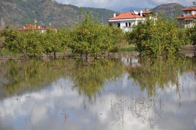 Ortaca'da Tarım Arazileri İle Meyve Bahçeleri Sular Altında