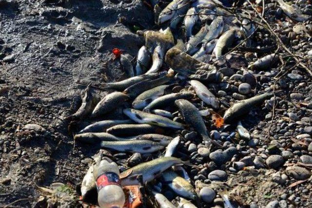 Suriyeliler &Ouml;l&uuml; Balıkları Topladı 1