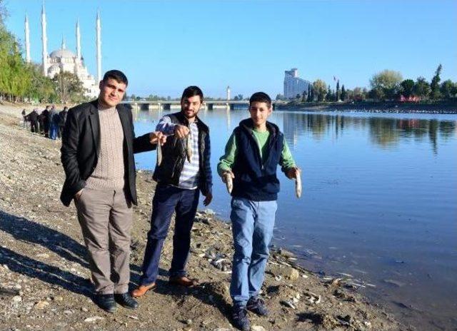 Suriyeliler &Ouml;l&uuml; Balıkları Topladı 2
