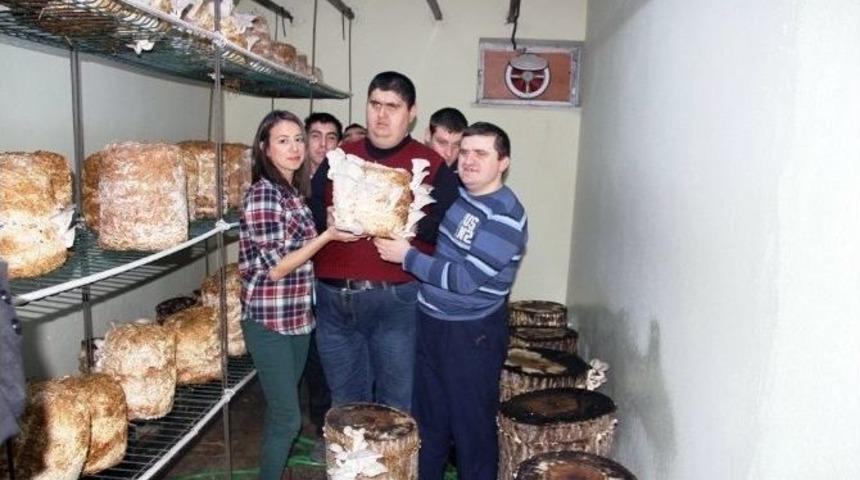 Engelli &Ouml;ğrenciler Okulda Mantar Yetiştiriyor