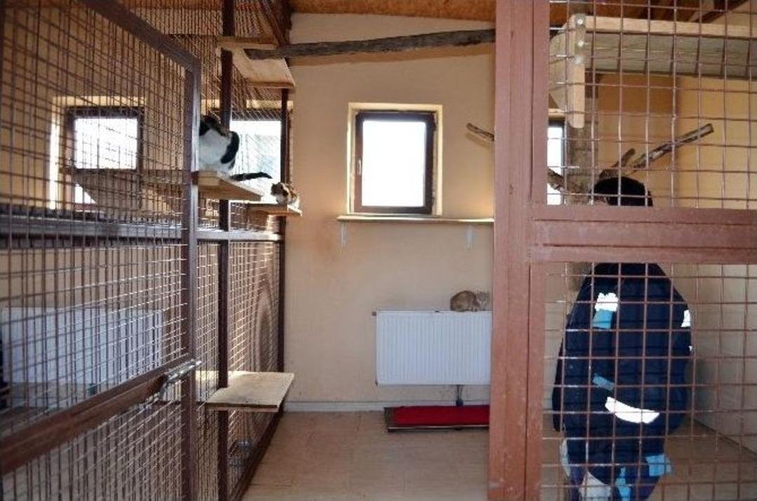 9 Tavşan 4 Artı 1 Evde Kalıyor