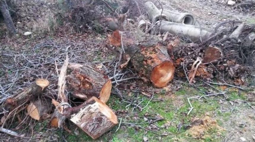 Tarlasındaki Ağa&ccedil;ların İzinsiz Kesildiği İddiası
