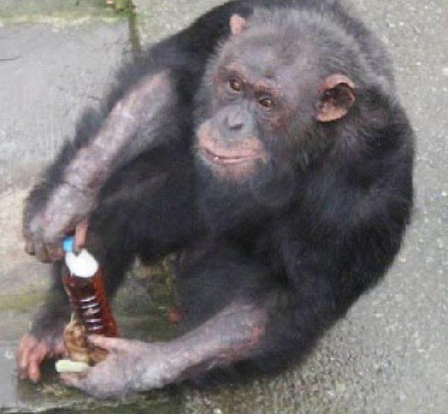 Şempanzelere Vitaminli Sıcak &Ccedil;ay 2