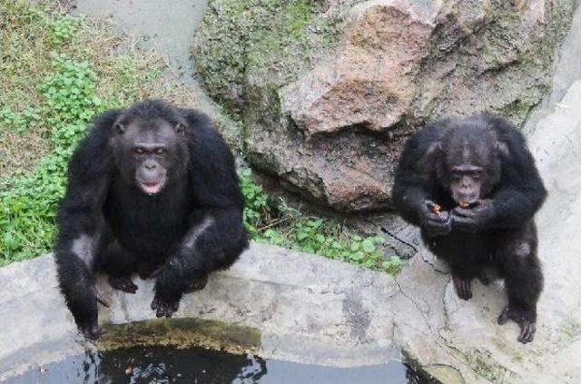 Şempanzelere Vitaminli Sıcak &Ccedil;ay 3