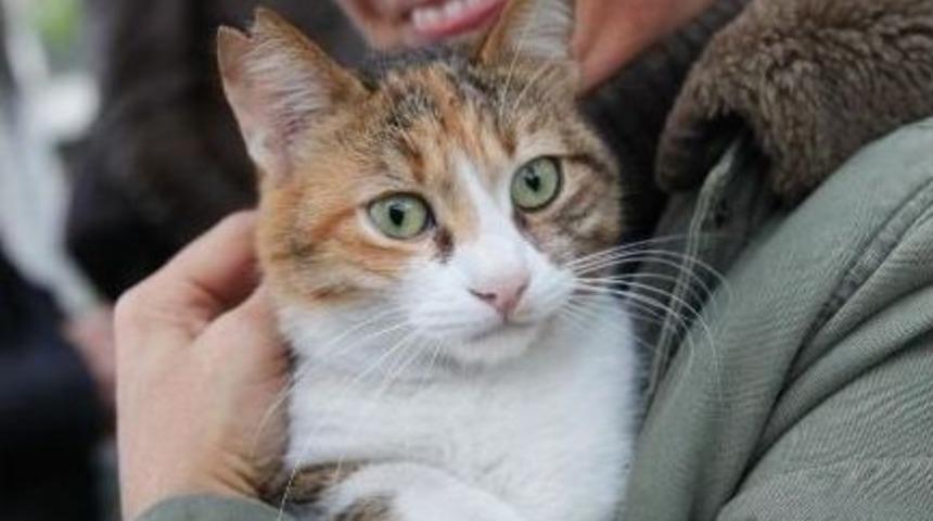 Kediler Sıcak Yuvalarına Kavuştu