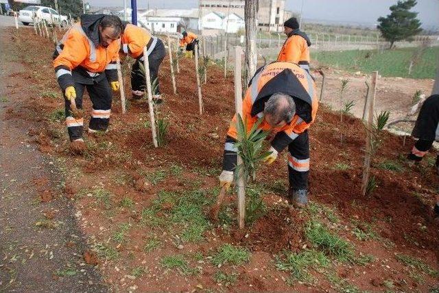 Havaalanı Yolundaki Ağa&ccedil;ların Bakımı Yapılıyor 1