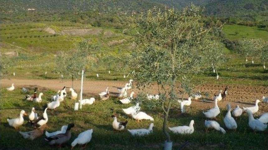 Aydın&rsquo;da Bir İşletme Kanatlı Hayvanları Temizlik İş&ccedil;isi Olarak Kullanmaya Başladı