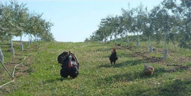 Aydın&rsquo;da Bir İşletme Kanatlı Hayvanları Temizlik İş&ccedil;isi Olarak Kullanmaya Başladı 1