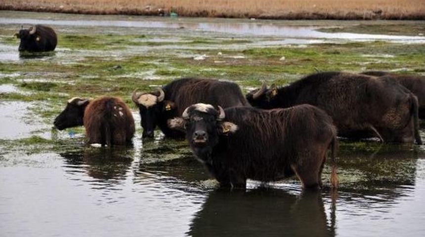 Mandaları İ&ccedil;in İlkel Salla Ot Topluyorlar