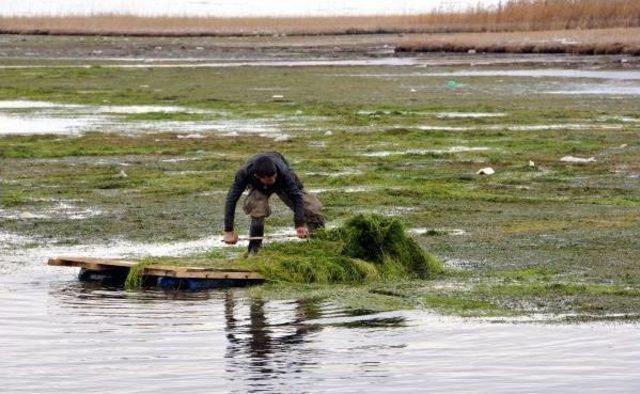 Mandaları İçin İlkel Salla Ot Topluyorlar