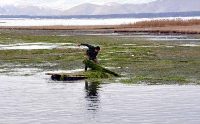 Mandaları İçin İlkel Salla Ot Topluyorlar