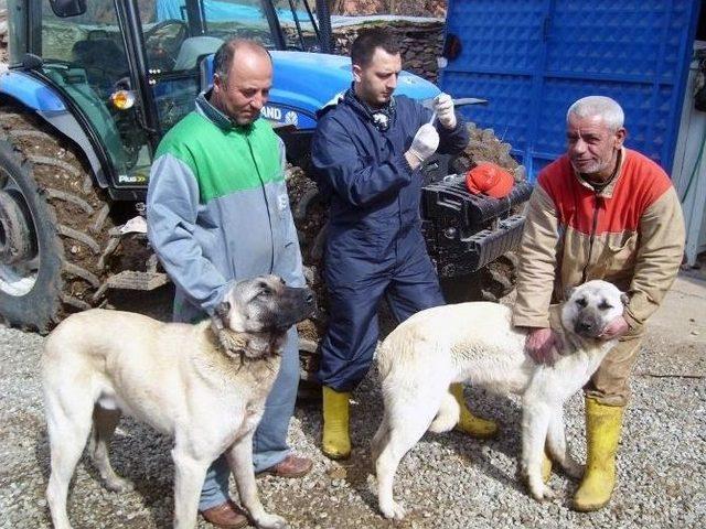 Yozgat’ta Hayvan Hastalıklarına Karşı Kurumlar Ortak Mücadele Edecek